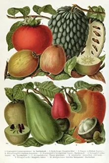 Tropical fruits illustration 1895