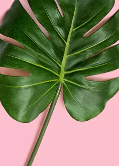 Tropical leaf monstera on pastel pink background
