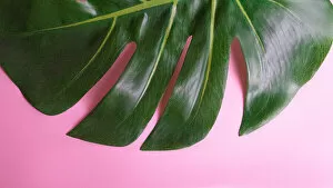 Tropical leaf Monstera on pink background