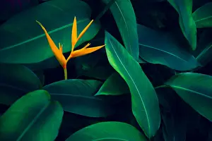tropical leaves colorful flower on dark tropical foliage nature background dark green