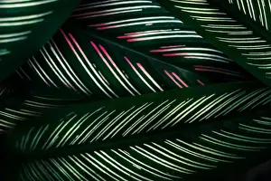 Prints of tropical leaves colorful flower on dark tropical foliage nature background dark green foliage nature Plant Photography Prints: tropical leaves colorful flower on dark tropical foliage nature background dark green