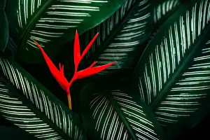 Prints of tropical leaves colorful flower on dark tropical foliage nature background dark green foliage nature Plant Photography Prints: tropical leaves colorful flower on dark tropical foliage nature background dark green