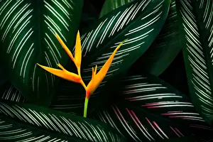 Prints of tropical leaves colorful flower on dark tropical foliage nature background dark green foliage nature Plant Photography Prints: tropical leaves colorful flower on dark tropical foliage nature background dark green