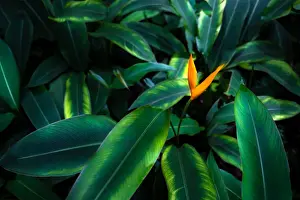 Jungle Prints: tropical leaves colorful flower on dark tropical foliage nature background dark green