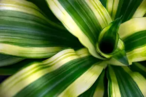 Jungle Prints: tropical leaves colorful flower on dark tropical foliage nature background dark green