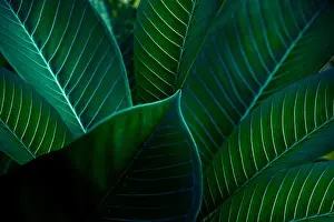 Jungle Prints: tropical leaves colorful flower on dark tropical foliage nature background dark green