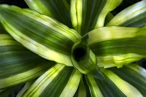 Jungle Prints: tropical leaves colorful flower on dark tropical foliage nature background dark green