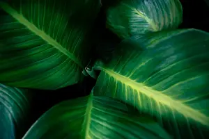 Jungle Prints: tropical leaves colorful flower on dark tropical foliage nature background dark green