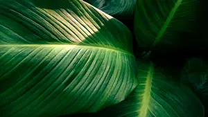 Jungle Prints: tropical leaves colorful flower on dark tropical foliage nature background dark green