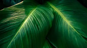 Jungle Prints: tropical leaves colorful flower on dark tropical foliage nature background dark green