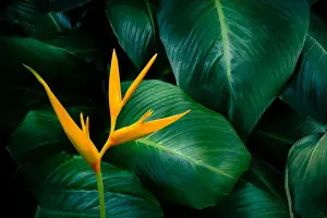 Jungle Prints: tropical leaves colorful flower on dark tropical foliage nature background dark green
