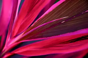 tropical leaves colorful flower on dark tropical foliage nature background dark green