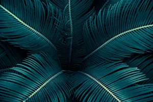 tropical leaves flower on dark tropical foliage nature background dark green foliage