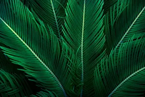 Prints of tropical leaves flower on dark tropical foliage nature background dark green foliage nature Plant Photography Prints: tropical leaves flower on dark tropical foliage nature background dark green foliage