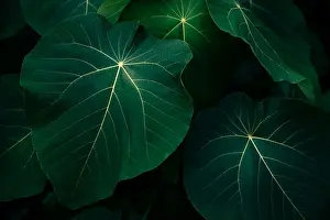 Jungle Prints: tropical leaves flower on dark tropical foliage nature background dark green foliage