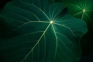 Jungle Prints: tropical leaves flower on dark tropical foliage nature background dark green foliage