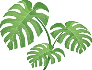 Freshness Collection: Tropical Plant Leaves Illustration