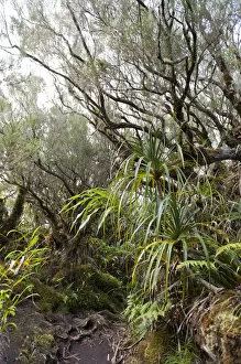 Images Dated 30th September 2012: Tropical rainforest, Foret de Belouve, Reunion National Park, near Hell-Bourg, La Reunion