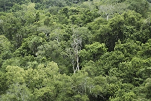 Brazilian Gallery: Tropical reinforest, Iguazu National Park, Brazil / Argentina