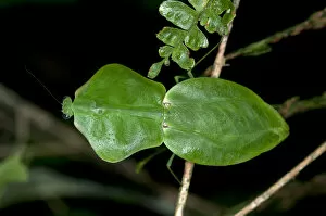Tropical Shield Mantis, Hooded Mantis or Leaf Mantis -Choeradodis stalii-, Tiputini rain forest, Yasuni National Park