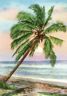 South Pacific Prints: Tropical Sunset