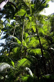 Tropical trees, Fraser Island, Queensland, Australia