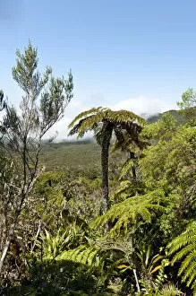 Tropical vegetation, Tree Fern -Cyatheales- in the mountain landscape below Piton des Neiges Mountain, 3069 m
