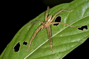 Images Dated 28th May 2014: Tropical Wandering Spider -Cupiennius bimaculatus-, Tambopata Nature Reserve