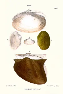 Mollusc Prints: trough shell