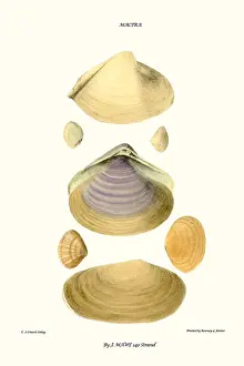 Mollusc Prints: trough shells