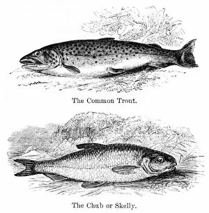 Images Dated 15th April 2017: Trout and chub engraving 1878