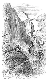 Trout Prints: Trouts
