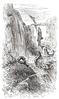 Stream Flowing Water Gallery: Trouts