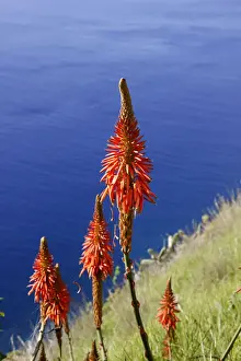 Shore Prints: True Aloe (Aloe vera), Madalena do Mar, Madeira, Portugal, Atlantic, Europe