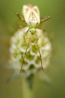 True Bug Prints: True bug -heteroptera- perched on the withered blossom of a Glossy scabious -Scabiosa lucida