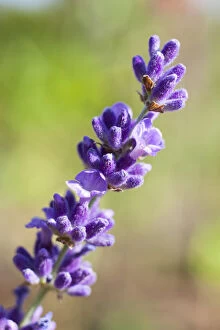 True Lavender -Lavandula angustifolia-, inflorescence, Saxony, Germany