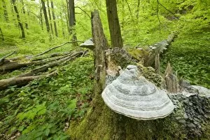 True Tinder Polypore fungus -Fomes fomentarius- at the base of the trunk of a dead
