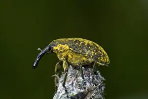 Hexapods Prints: True weevil species, Larinus sturnus, Enkheimer Ried, Hesse, Germany, Europe