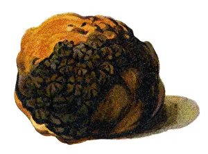 Images Dated 23rd December 2017: truffle