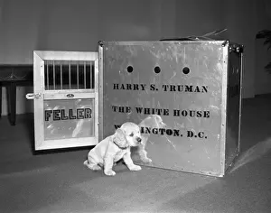 Truman's New Pup Feller Poses at White House