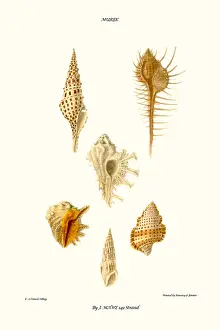 Mollusc Prints: trumpet shells