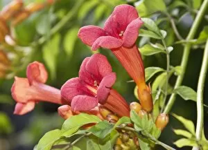Images Dated 9th August 2012: Trumpet Vine or Trumpet Creeper -Campsis radicans-