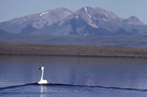 Montana Collection: Trumpeter swan (Cygnus BUCCINATOR), RED Rocks Lake NWR, Montana