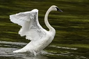 Images Dated 8th August 2015: Trumpeter Swan with open wings