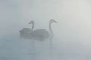 Images Dated 18th December 2016: Trumpeter Swans
