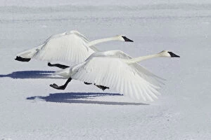 Images Dated 23rd February 2015: Trumpeter Swans (Cygnus buccinator) taking flight over snow, Yellowstone National Park, USA