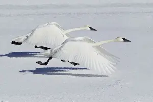 Trumpeter Swans (Cygnus buccinator) taking flight over snow, Yellowstone National Park, USA