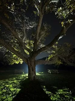 Images Dated 13th November 2015: Trunk of a great walnut in a zone of picnic one autumn night