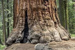 Trunk of a Sequoia tree -Sequoioideae-, Porterville, Sequoia National Park, California, United States