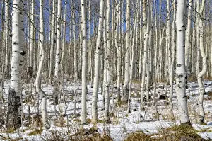 Trunks of Common Aspen or Quaking Aspen -Populus tremula-, Old Road Mesa, Grand Mesa National Forest, Colorado, USA